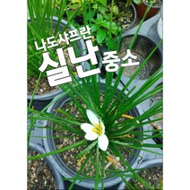 실난-나도샤프란-중소/ 꽃말은 즐거움 지나간 행복입니다.