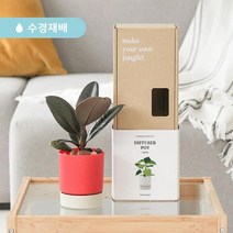 공기정화 수경식물 맛상게아나 디퓨저팟 Diffuser pot 기프트세트, 화이트