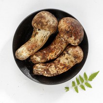 송이버섯 자연산 송이 2023년 생송이버섯 추석부모님 자연 선물, 가정용 500g