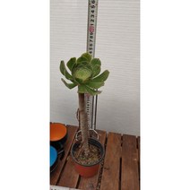 팅커벨 청법사(묵은둥이)