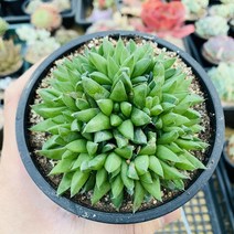 하월시아 군생 다육이