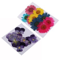 shangren 22x 천연 바이올렛 꽃 예술 공예 DIY 장식품에 대한 말린 꽃을 누르면, 설명, 등나무, 다색