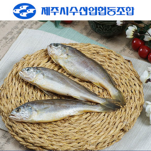 100% 국산 제주 참굴비 제주시 수협 제품 진공굴비 상(대) 사이즈 (19~22cm), 제주참굴비-10마리