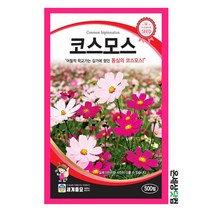 코스모스 500립/ 꽃씨 화단 꽃밭 정원 코스모스씨앗 코스모스씨