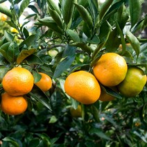 제주 감귤 밀감 귤 5kg 9kg 로얄과/대과, 대과 9kg