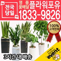 개업축하화분배달 금전수 돈나무 산세베리아 극락조 뱅갈고무나무 해피트리 행운목 녹보수 크로톤 스투키 개업식 개업선물 집들이 거실화분, (선택46)스파트필름