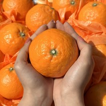 제주 카라향 선물용 5kg 15-30과 산지직송 고당도 제철과일 선물가방포함
