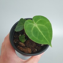 안스리움 클라리네비움 희귀식물 / OneGreenDay / 원그린데이, 1개