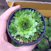 다육식물 여무신 바위솔 군생 월동되는 다육이