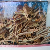 동해안 포항 구룡포 활 대게 중 대 골라담기!, 생물 대게 대 1마리/몸통수율60~65% 다리수율70%