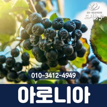 아로니아/삽목3년/뿌리묘/5주묶음/1등묘/블랙초크베리/꽃/열매/나무/묘목/도시농부