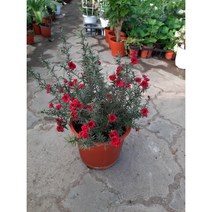 호주매화 중, 1개