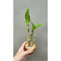 덴드로비움 노빌 알바 Dendrobium nobile alba, 1개