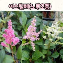 노루오줌/아스틸베(10cm 화분) / 야생화 모종 / 노지월동, 랜덤