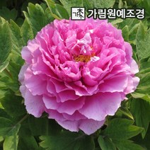 산수유묘목 가성비 좋은 제품 중 싸게 구매할 수 있는 판매순위 상품