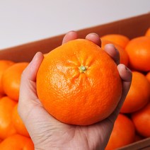 세상모든농부 고당도 제주 레드향 혼합크기 제주도 만감류 가정용, 레드향 5kg 혼합과