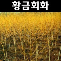 황금회화나무 접목1년(뿌리) 5개/나무 묘목/활엽수/정원용