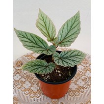 돈밀러베고니아 돈밀러 수입식물 10~20cm 45