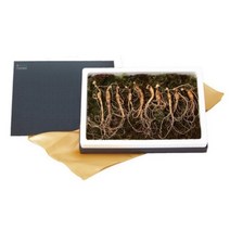 동의한약나라 10년근 천년산양산삼 10뿌리, 1box
