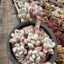 [해와달다육] 후레뉴 묵둥이 다육이