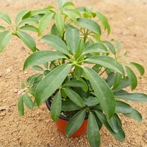 인플랜츠팜 홍콩야자 공기정화 식물 반려식물 포트