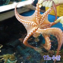 통영12번수산 통영 자연산 돌문어 문어, 1.5kg, (상페페이지 마릿수 참고) 1봉