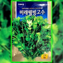 베트남 동남아 채소 고수씨앗 2g 고수씨 종자 향채, 미래웰빙 고수씨앗 2g, 1개