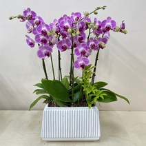 루아데코 서울경기---농장직영배송 **퀵무료배송**발령인사꽃리본 생신화분문구 취임축하문구, 5.보라