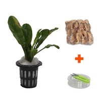 DIY 마이플랜츠 황호석 에키노도루스, 단품