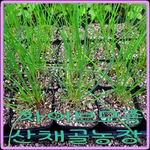 e쉬운새싹채소 모종이야기 / 차이브 모종/ 서양쪽파 개별컵포트모종, 10개