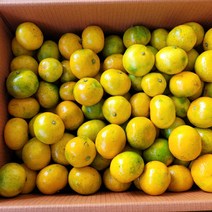 귤 제주 명품 감귤 5kg (S-M중과 L-2L대과 ), 감귤 5kg  (2S-소과)