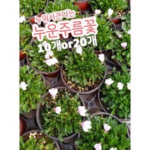 누운주름꽃 10개 20개/꽃잔디 같이 누워서 크는 눈주름꽃, 20개