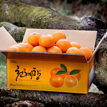 [흑토농원] 산지직송 제주 천혜향 가정용 3kg 5kg 10kg / 천혜향 레드향 한라봉, 천혜향 5kg, 소과 (28-34과)