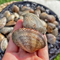 당일조업 싱싱하고 맛있는 국내산 활 참바지락 1kg, 1개