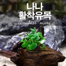 하이그로필라 피나디피다 활착유목