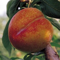 묘목/자두 추희/접목 1년 상묘/5주 CH300, 1개