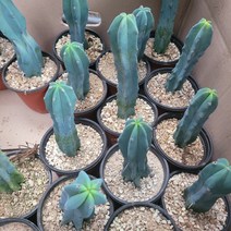 무배특가 4개발송 용신목 용심목 다육식물 다육이 선인장 관엽식물 공기정화식물 반려식물 22s, 1개