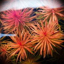 1+1 키우기 쉬운수초 판타날 레드 핀네이트 1촉