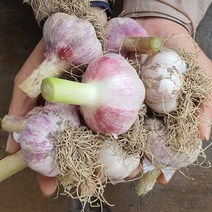 국내산 남해 마늘 한지형 난지형 햇마늘 반접 한단, 저장용 마늘 50개 상