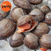 국내산 제철 통영 피조개 3kg 피꼬막 당일조업