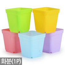 미니 화분 1P - 모종 다육 다육이 선인장 식물 어린이집 유치원 식목일 행사 학교 육묘 새싹 키우기 학습