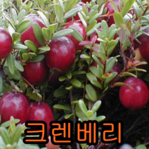 크렌베리묘목 포트묘3그루 유실수 꽃나무 나무묘목, 크렌베리포트묘3주