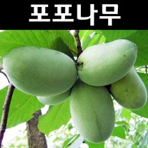 포포나무 실생2년 포트 1개/나무 묘목/과실수/유실수