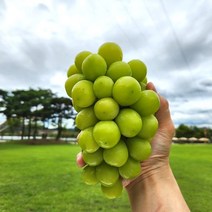 [특가할인] 영천 김천 샤인머스켓 특품 3~4수 2kg, 1개