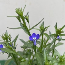 [다온야생화] N4004 로벨리아 (블루) (10cm) [랜덤], 1개