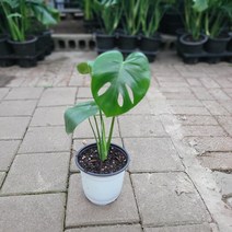 식공특가 왕대박 몬스테라 중형 30~55cm 55