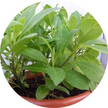 삼붕초 명월초 당뇨초 포트화분2주 약초 산야초, 5치