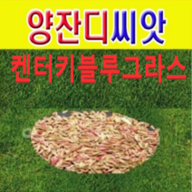 (LT)양잔디씨앗(켄터키블루그라스)5kg 정원용씨앗, 1개