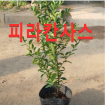 (성실)피라칸사스(피라칸타)묘목(키50-60센치)4그루