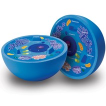 러닝리소스 동물 세포 단면 모형 Cross-Section Animal Cell Model